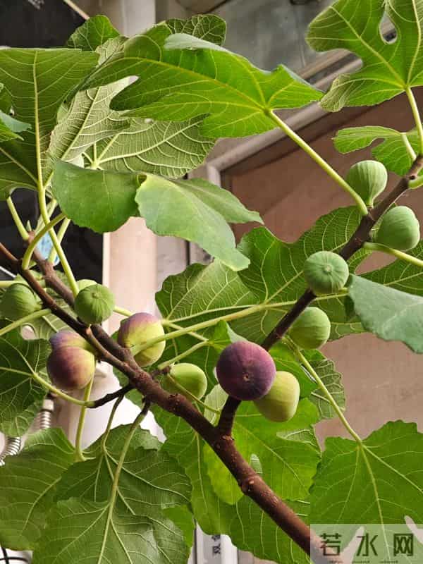 无敌了!女孩“矿泉水瓶种无花果”,结了几十个果子,软糯可口~