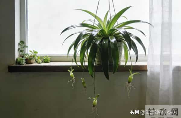 吊兰总黄叶？3个温柔养护招，叶片油亮爆小芽