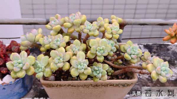 谁说冰玉养久了就能黄透养了五年还这个样，还有不出状态的纯爱