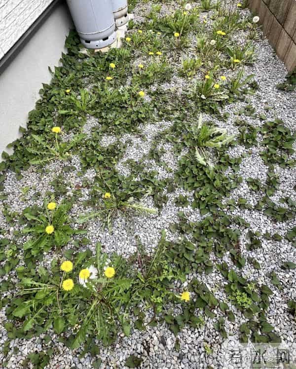 家有院子，别只种花了！种上中草药，好看实用又养生~