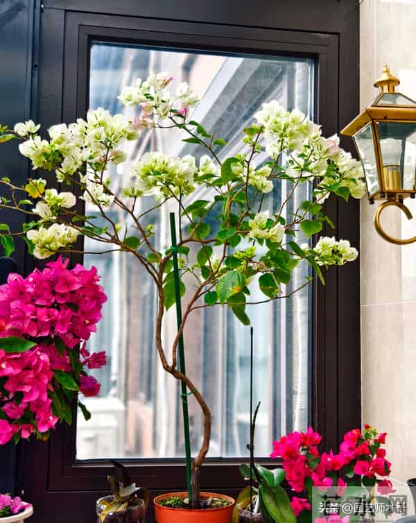 冬季三角梅掉花又浅色？暖气房做好 3 点，花苞艳压室外，新手也会