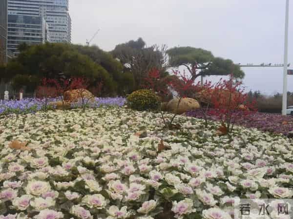 16万株！亮相日照！