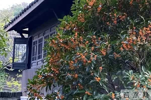 房子面前为什么不能种桂花树?房子前面有桂花树的,要了解一下!