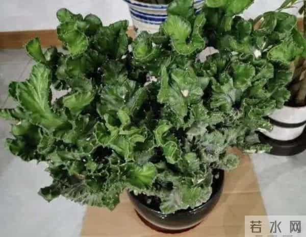 家里别乱养花！这5种“花旺人不旺”，有毒还招麻烦，赶紧清走