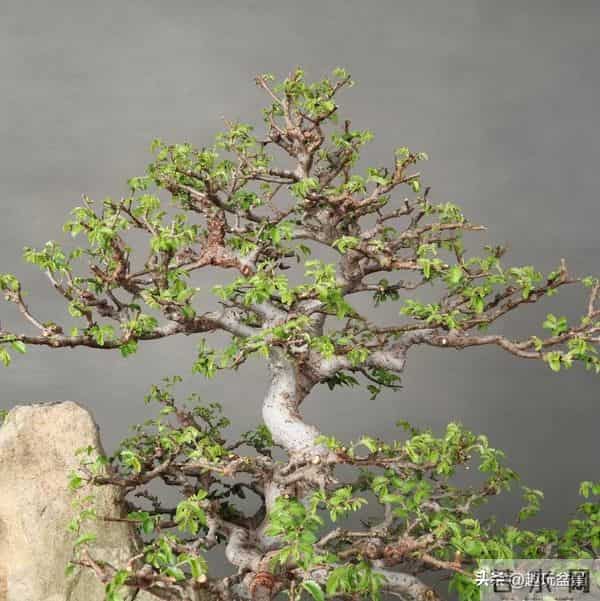 一枝一世界:带你读懂盆景里的“单枝成景”。