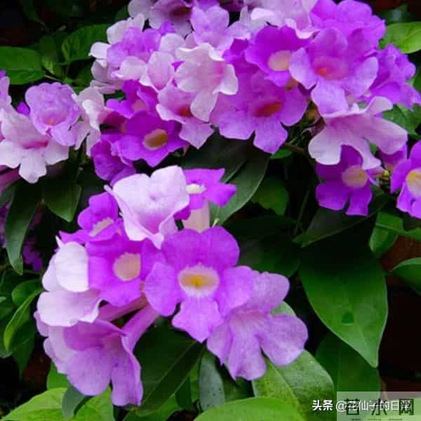 分享图片～鲜艳夺目，五光十色的蒜香藤《上汽》