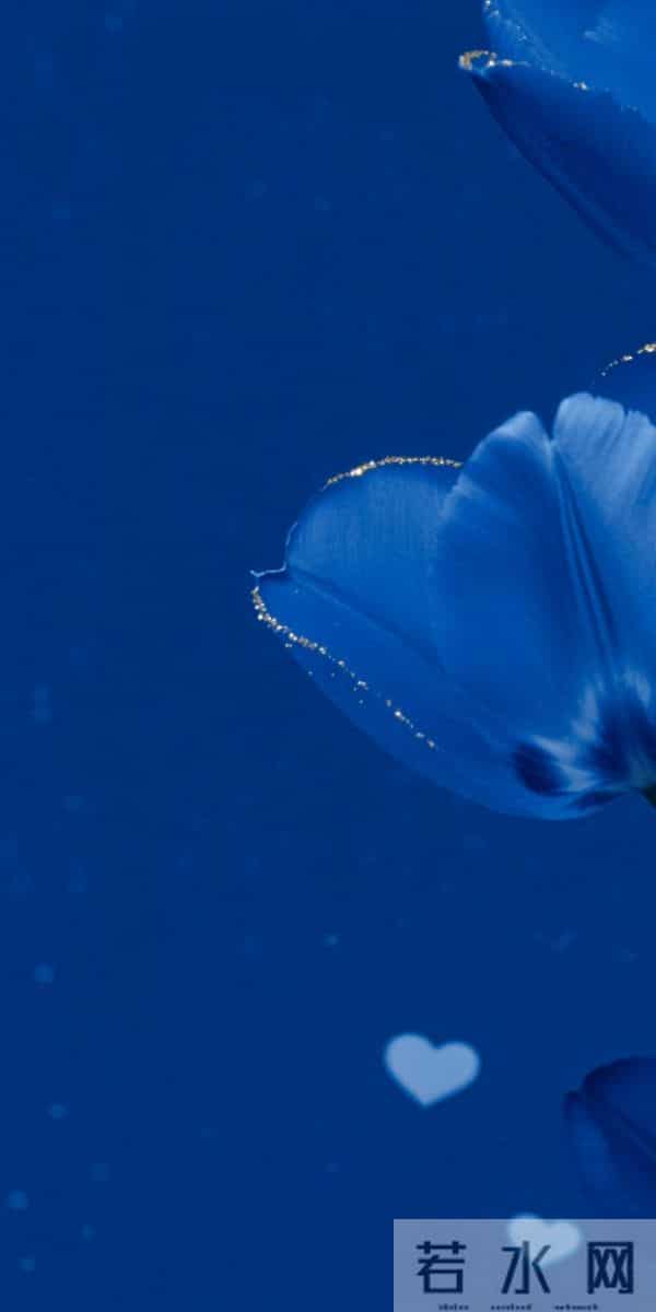 蓝 色 郁 金 香 高 清 壁 纸