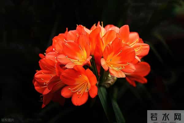 冬天君子兰别乱换盆！做好3点，叶片油亮花箭多