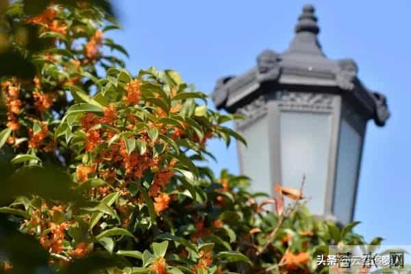 房子面前为什么不能种桂花树?房子前面有桂花树的,要了解一下!