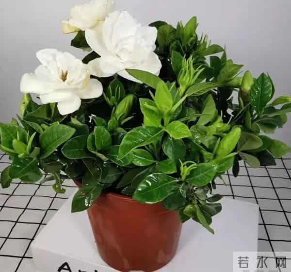 低于5℃赶紧断水！这18种花一冬天不浇水也活，浇错直接烂根冻死