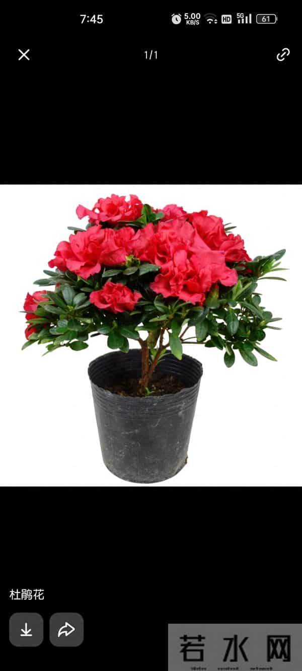 杜鹃花养护秘籍：开花多、长势旺的核心