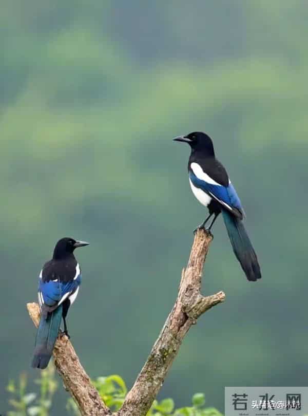 “家喜不可外扬”：喜鹊临门！你家孩子这两天就迎转机，厚积薄发