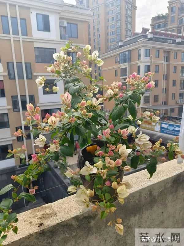 三角梅只在头顶开花？一招打顶 + 拉枝，满枝爆花不秃头！