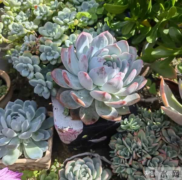 多肉地栽，长得比“脸盆”大，花盆限制了生长，地栽才是王道