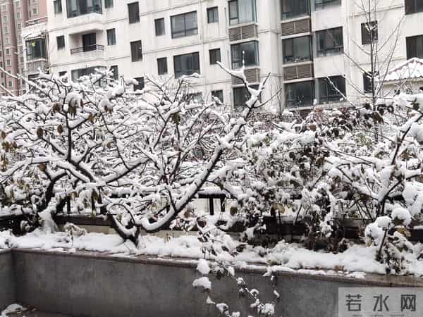 一觉醒来，青岛不青了，成白色的了