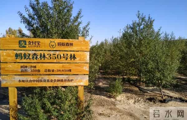 马云斥巨资在沙漠里种树,承诺每年1亿棵,9年过去了,树怎样了