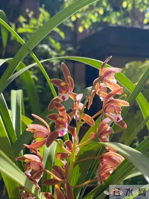 挑不出短板的热门兰,开花像小蜜蜂,耐阴皮实,北方户外也能过冬