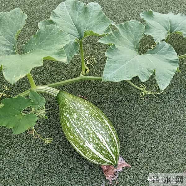 （散文）；邻居满哥