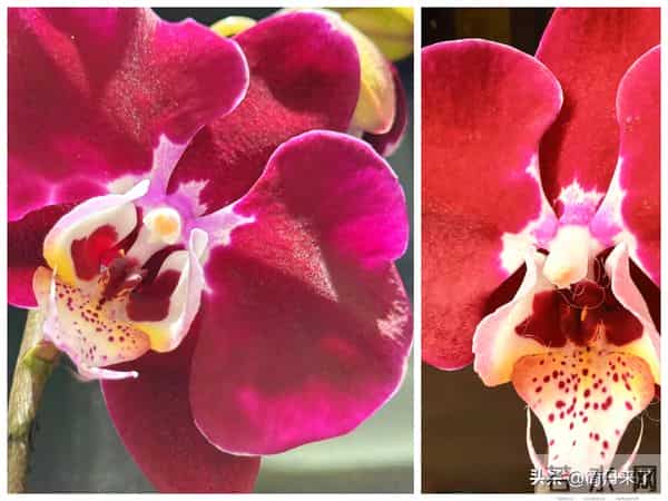 高贵不贵，幻影蝴蝶兰