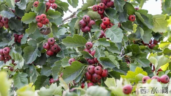 很多人都不知道,这些水果蒸着吃,营养翻倍,清热润燥又开胃!