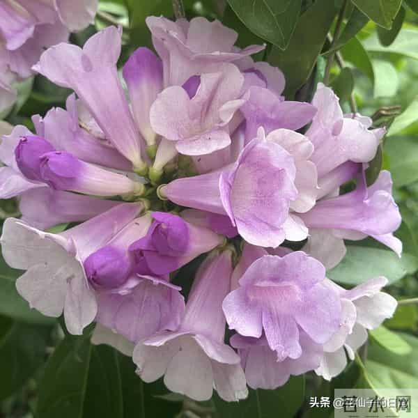 分享图片～鲜艳夺目，五光十色的蒜香藤《上汽》