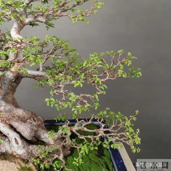 一枝一世界:带你读懂盆景里的“单枝成景”。