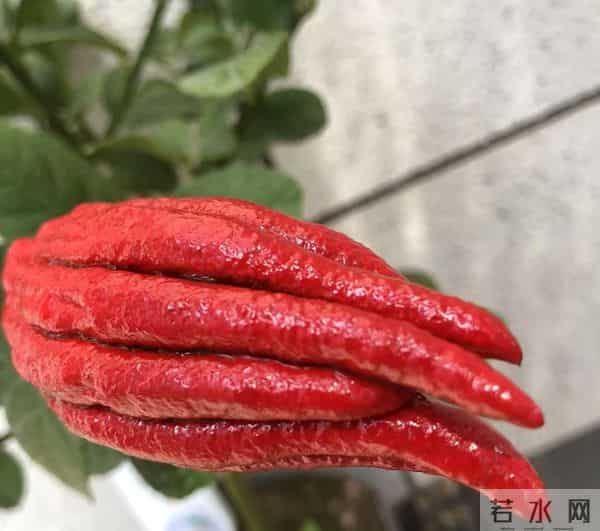男子因入手的“红佛手”走红，红彤彤的，网友：真的成精了？