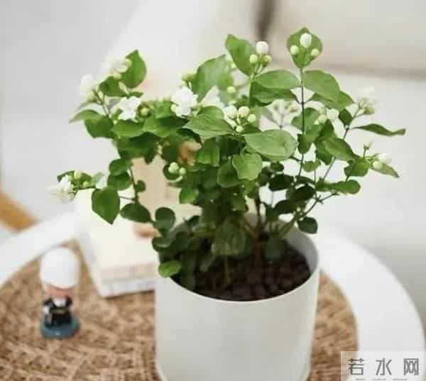 低于5℃赶紧断水！这18种花一冬天不浇水也活，浇错直接烂根冻死