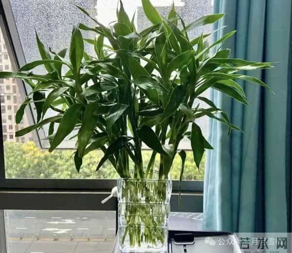 公认 “最旺家” 的 4 种盆栽,新手也可以养爆,开花就带好寓意