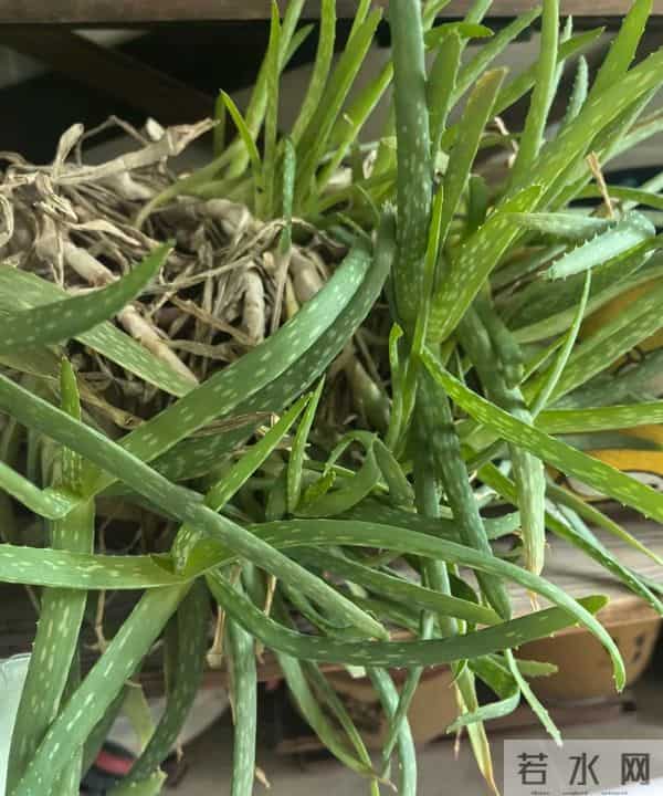 浙江一男子2年没回家，家里芦荟爆炸了，网友：好顽强的生命力！