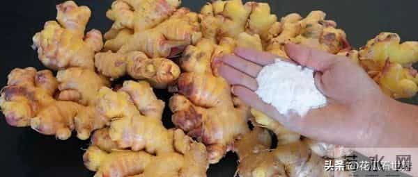 生姜这样保存，放一年都不坏，天天都能吃到新鲜生姜，太方便了！