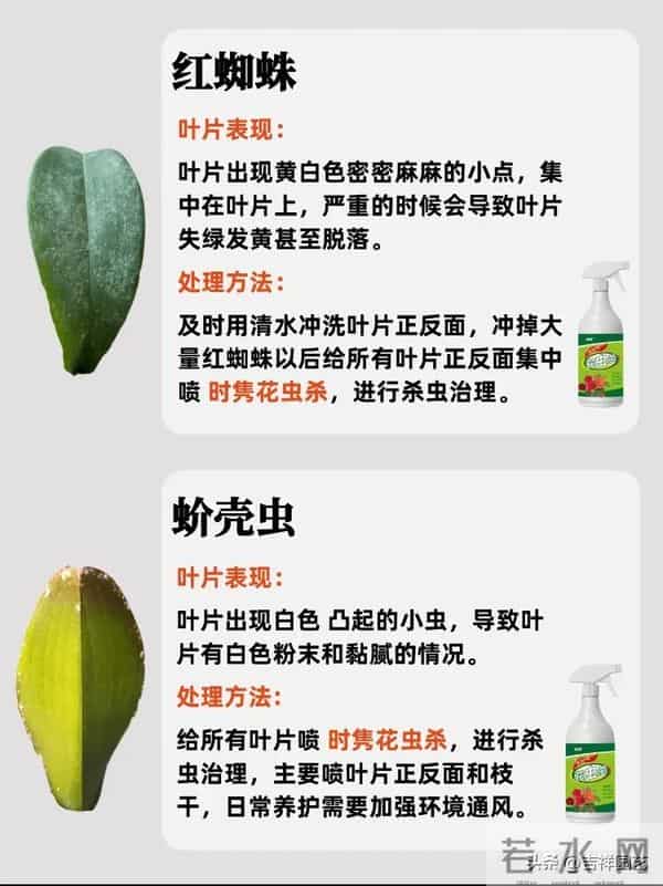 蝴蝶兰冻伤晒伤分不清？这份处理指南让你避开99%的养兰雷区