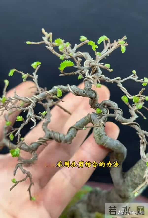 一枝一世界:带你读懂盆景里的“单枝成景”。