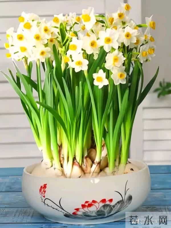 这十种年宵花，花色美，寓意好，富贵吉祥 ，好运连连