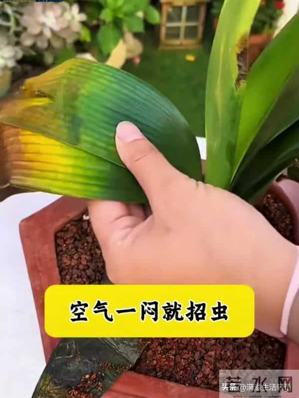 君子兰养护口诀-君子兰喜干旱，浇水一多根就烂；君子兰不喜……