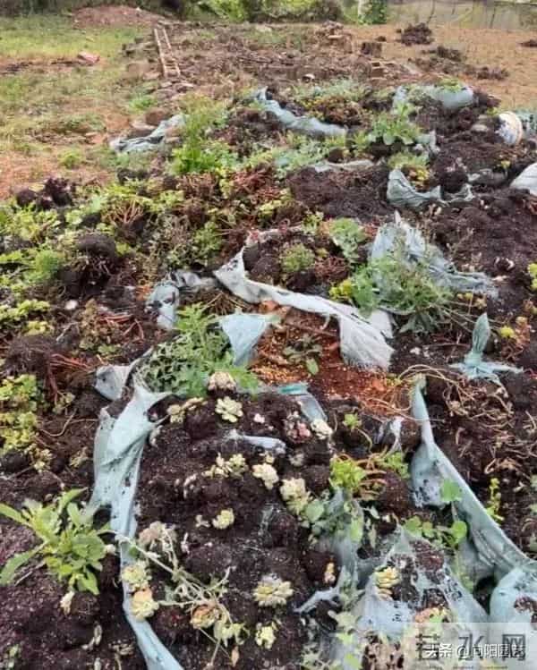 云南路边的多肉，用麻袋都装不完，本地人都不要，太多了！