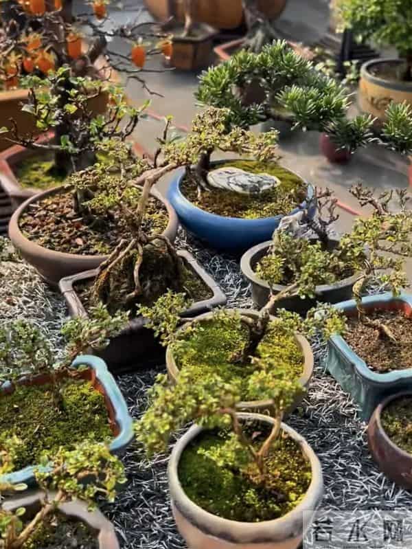 一盆装下“山野景”?爷爷亲传:3 类树桩盆景,各有各的讲究