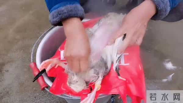 不用灌酒，只要这一招，拔鸭毛像脱衣服一样快，换毛的鸭子...