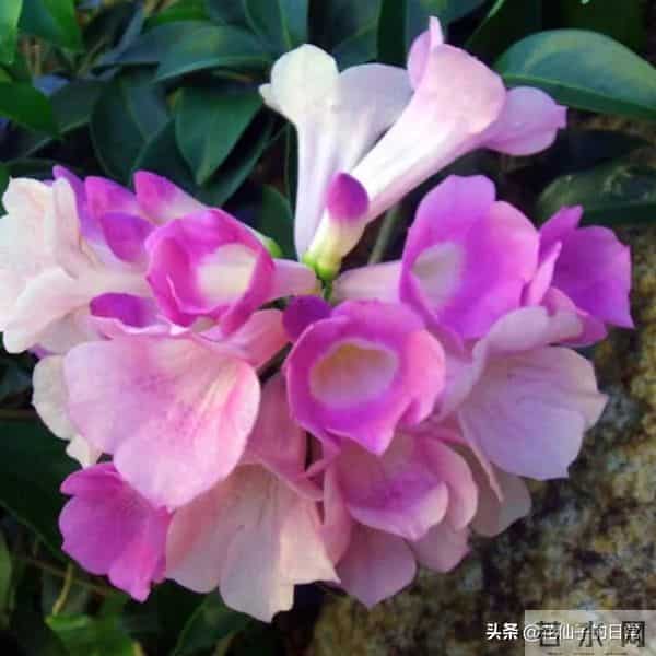 分享图片～鲜艳夺目，五光十色的蒜香藤《上汽》