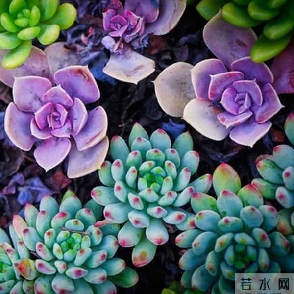 多肉养成果冻糖，靠4个反常识操作！第3个90%的人做反了