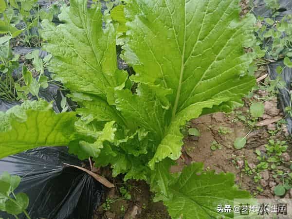 每个人都有自己的底线我不知道将来自己的亲人会不会试探我的底线