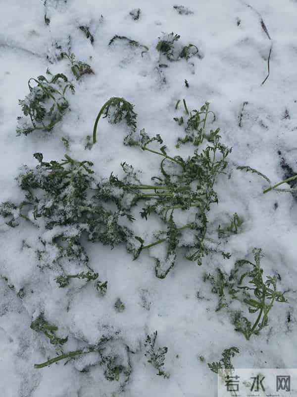 人家下雪天往家跑，而我下雪天往菜地跑，是憨了还是傻了？