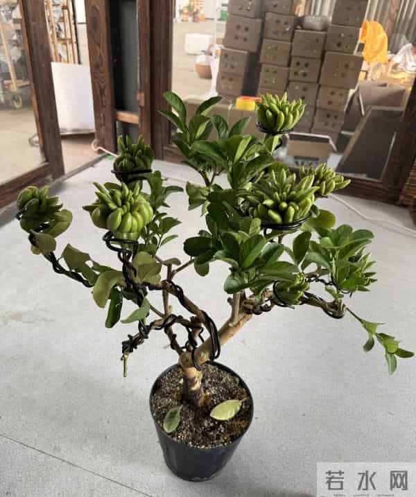 男子因入手的“红佛手”走红，红彤彤的，网友：真的成精了？