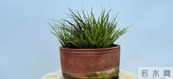 1432：种植者的朝气与兰花生息相关