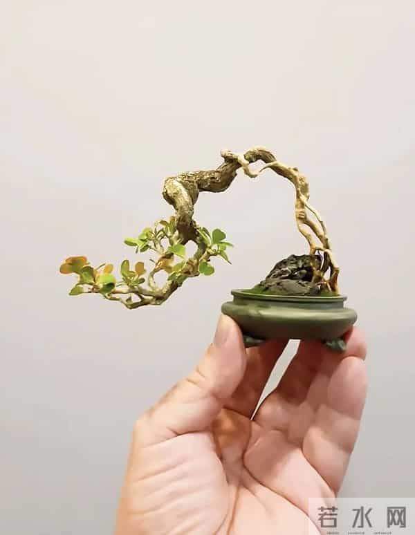 黄杨盆景：3种常见品种，哪种好养一看就懂！