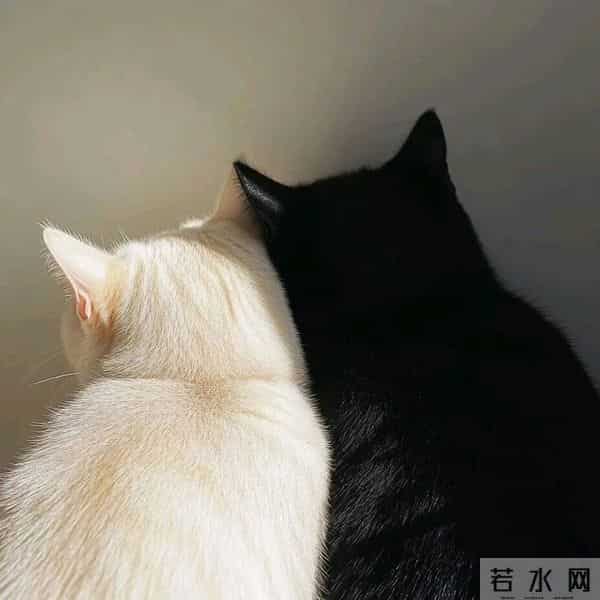 朋友圈背景图头像