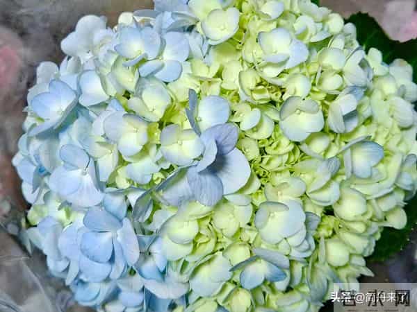 20种花店常见花材图片分享，有你喜欢的吗？