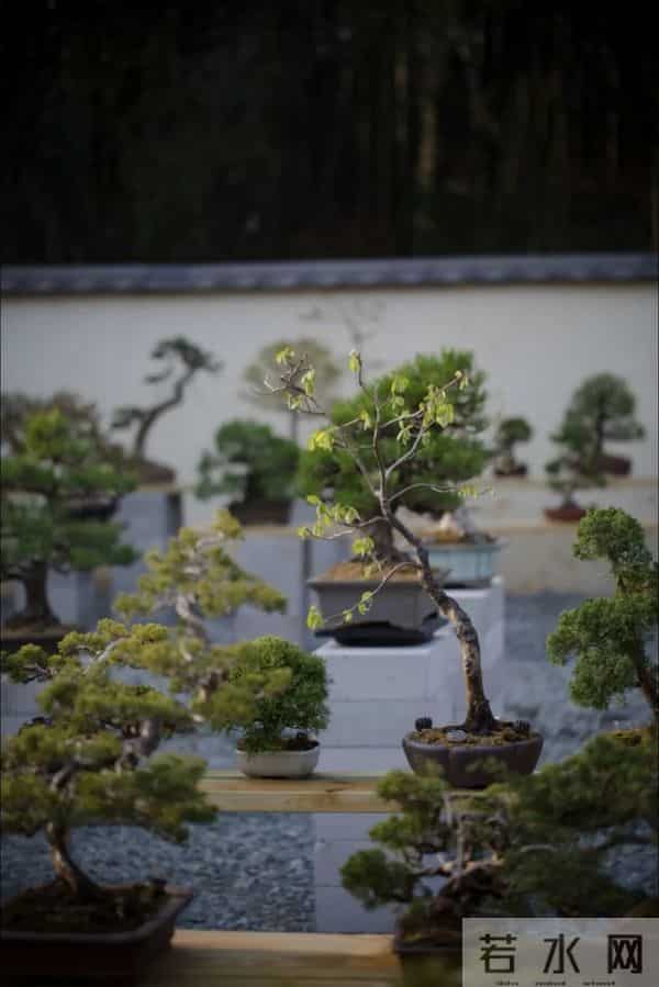 逛盆景展，赏东方美学！中国盆景有多牛？看懂盆景，审美瞬间升级