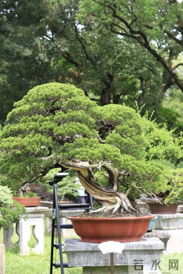 逛盆景展，赏东方美学！中国盆景有多牛？看懂盆景，审美瞬间升级