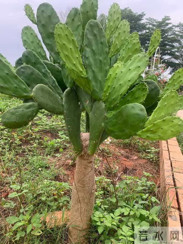 福建一女子离家10年,院子的仙人掌竟开满了花,那叫一个壮观!
